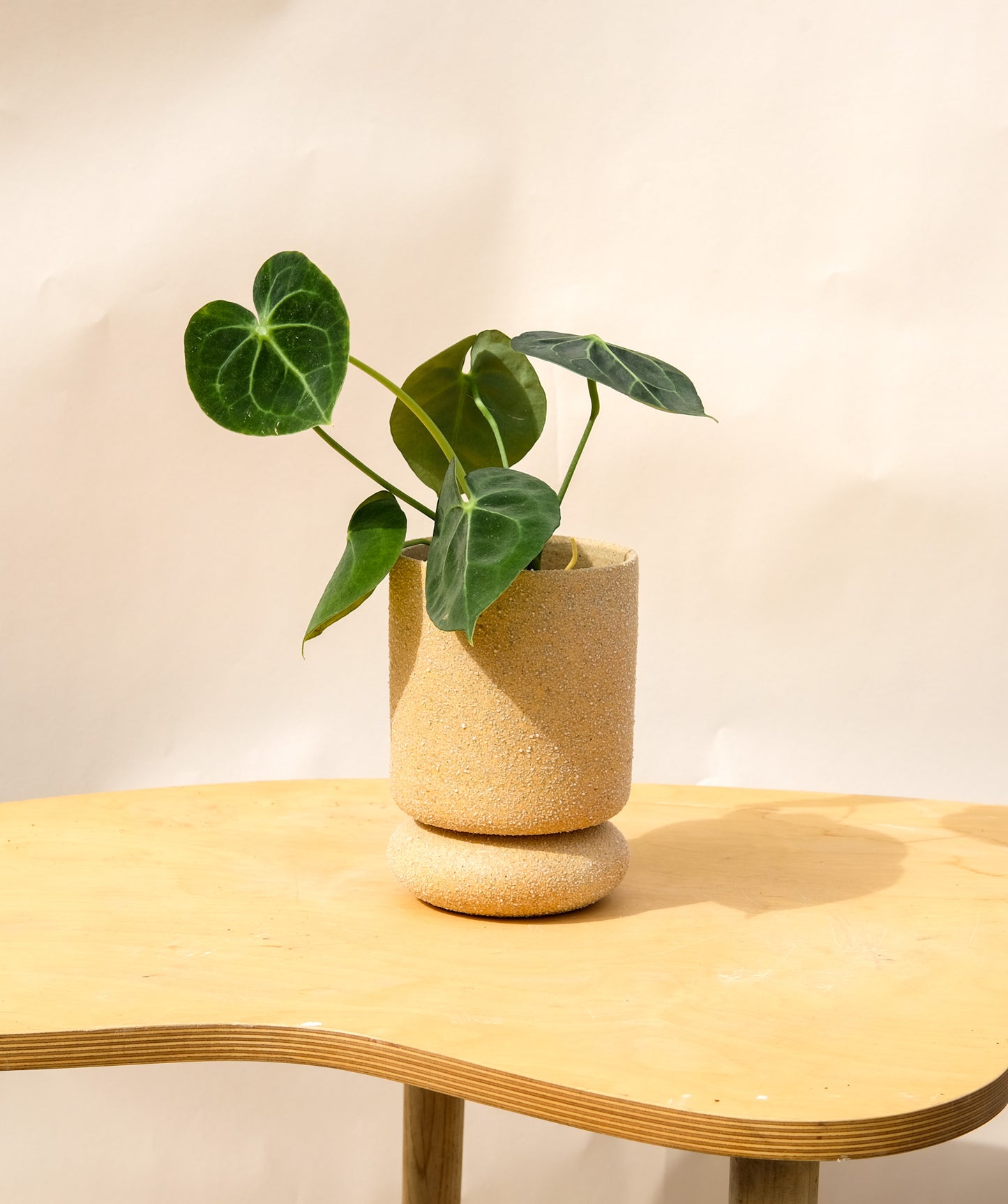 Medium Pedestal Planter Desert Sands 23