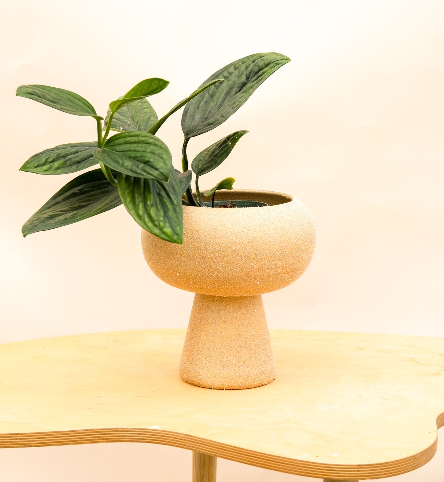 Large Pedestal Planter Desert Sands 3
