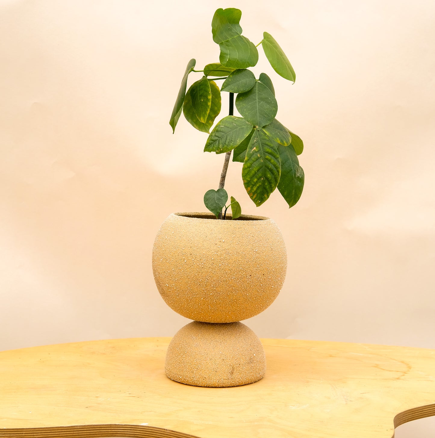 Large Pedestal Planter Desert Sands 4