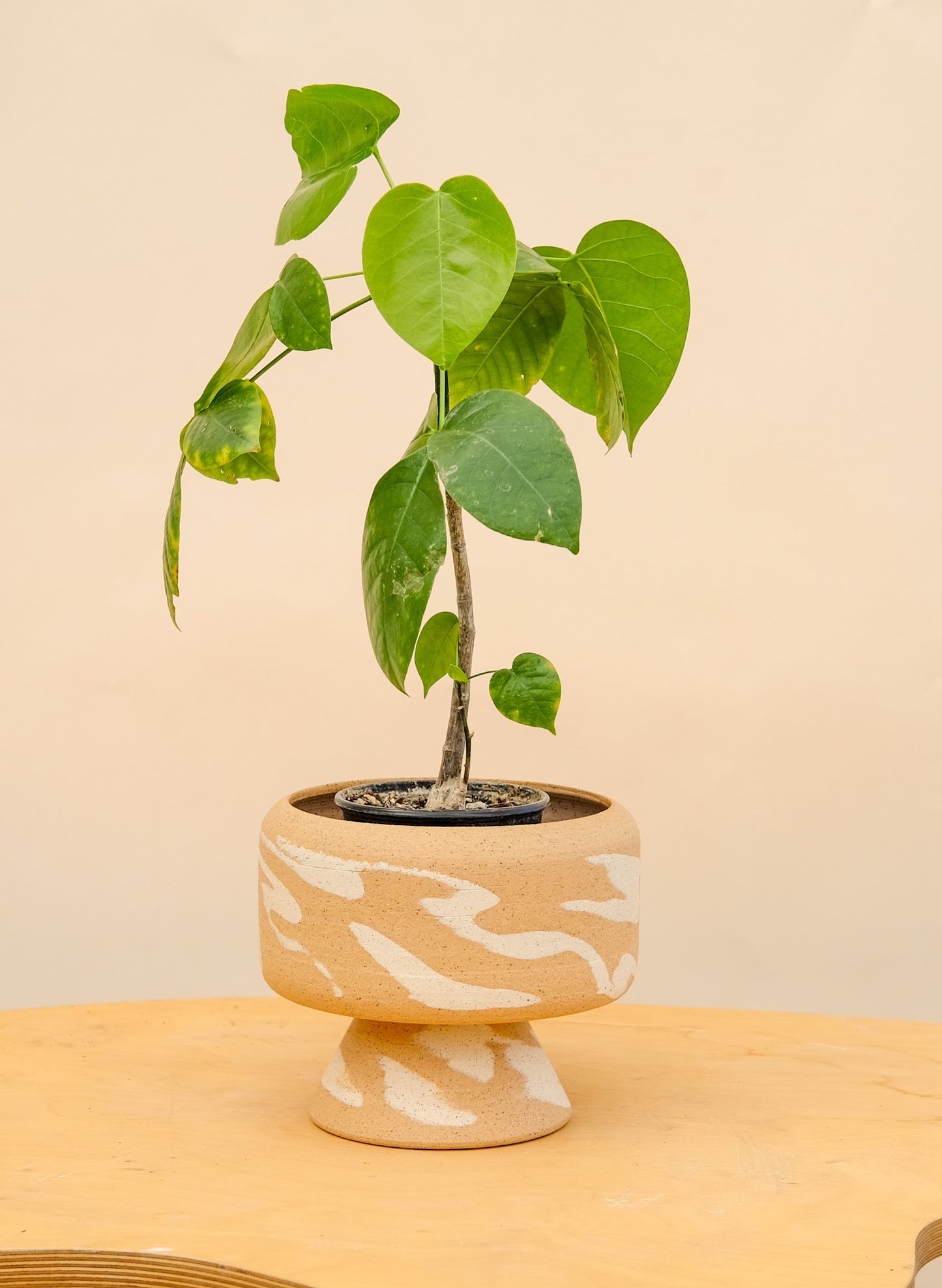 Medium Pedestal Planter Desert Splash 22