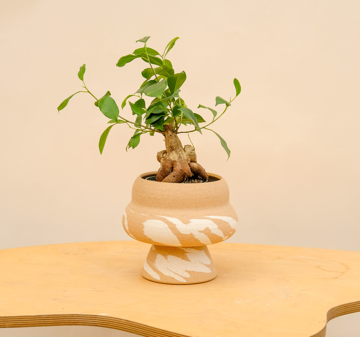 Medium Pedestal Planter Desert Splash 25