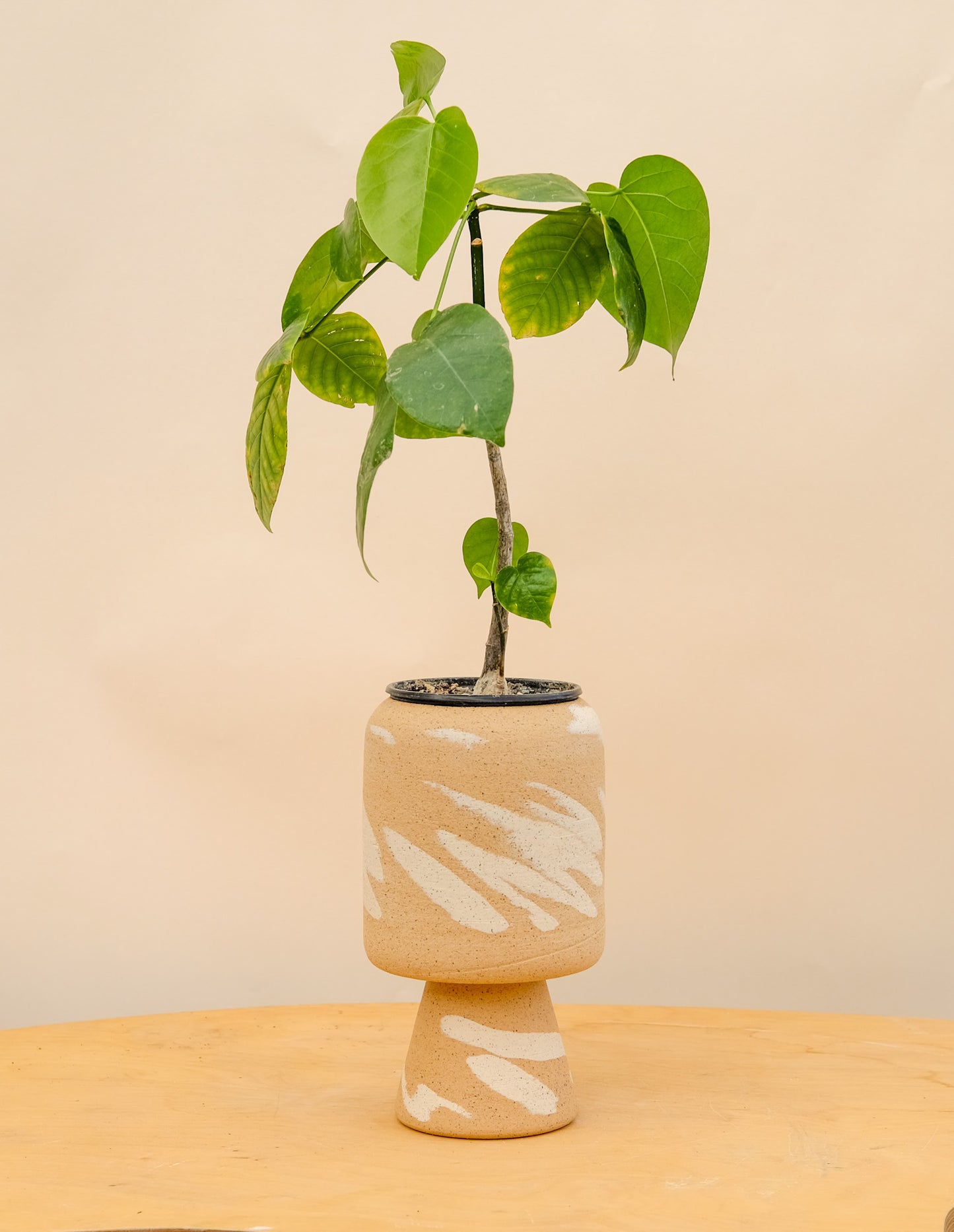 Medium Pedestal Planter Desert Splash 27