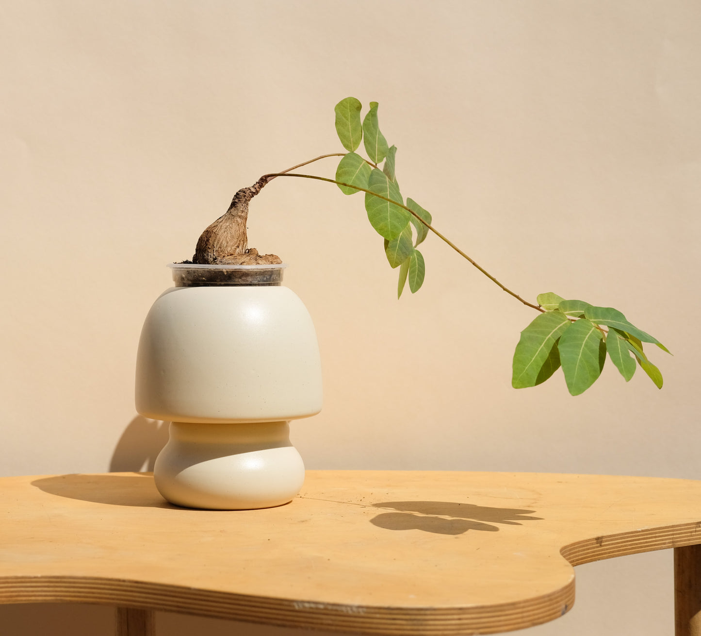 Cream Medium Planter 6