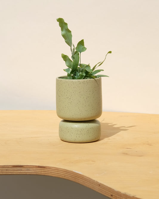 Small Square Pedestal Planter in Color!