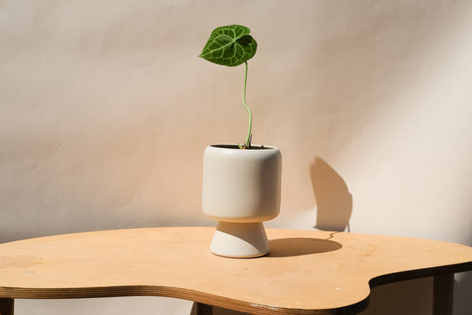 Medium Planter Cream 2