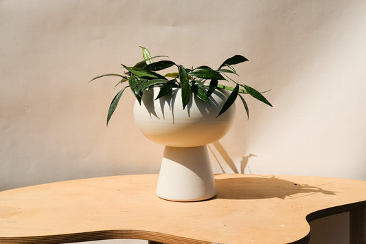 Large Orbital Planter Cream