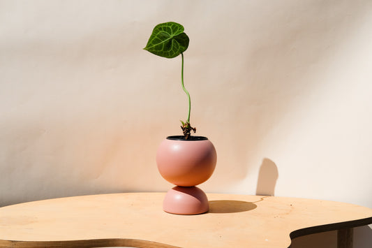 Medium Planter Pink
