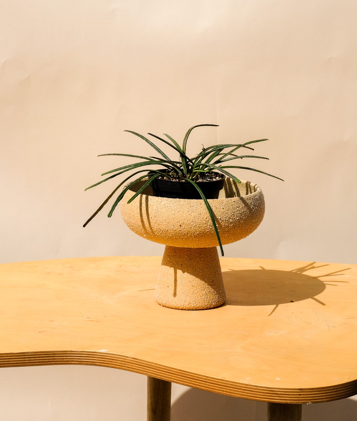 Medium Pedestal Planter Desert Sands 3