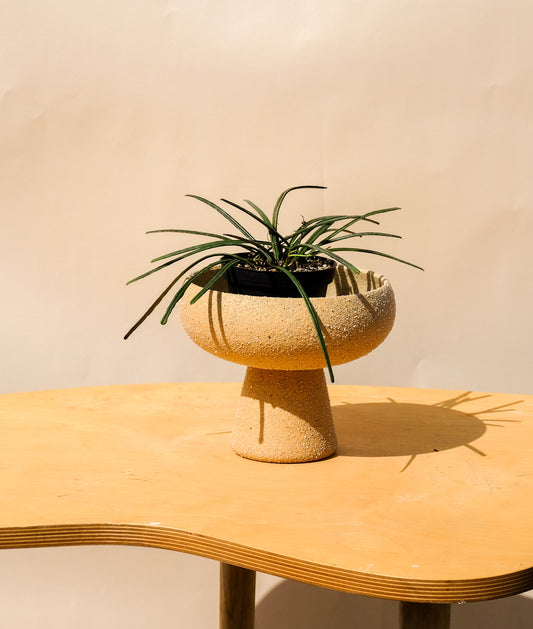 Medium Pedestal Planter Desert Sands 3