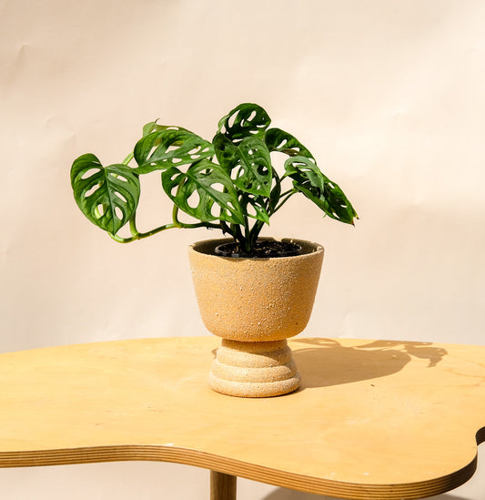 Medium Pedestal Planter Desert Sands 7