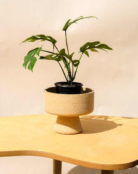 Medium Pedestal Planter Desert Sands 8