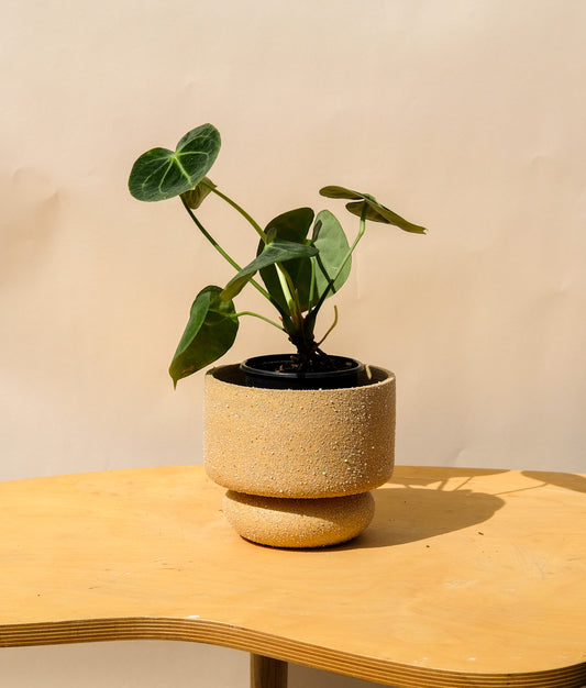 Medium Pedestal Planter Desert Sands 10