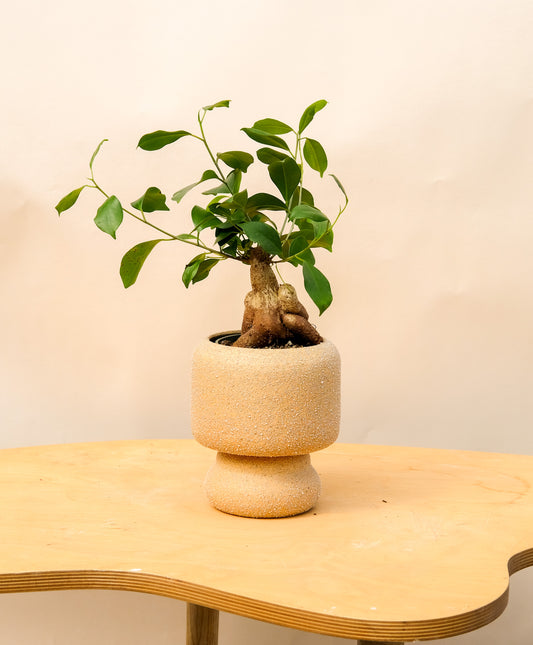 Medium Pedestal Planter Desert Sands 17
