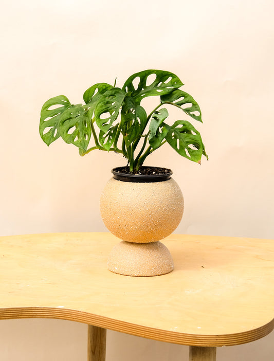 Medium Pedestal Planter Desert Sands 18