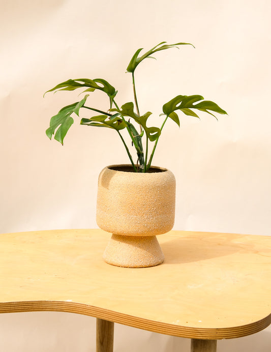 Medium Pedestal Planter Desert Sands 21