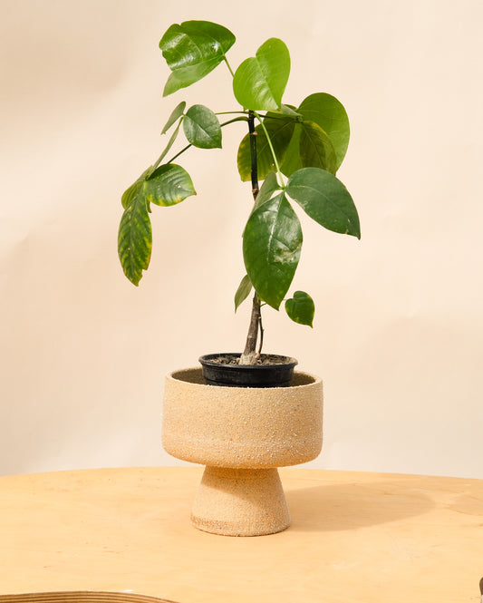 Medium Pedestal Planter Desert Sands 22