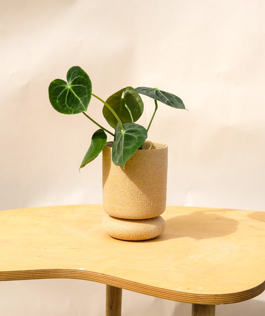 Medium Pedestal Planter Desert Sands 23