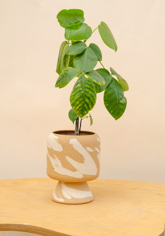 Medium Pedestal Planter Desert Splash 7