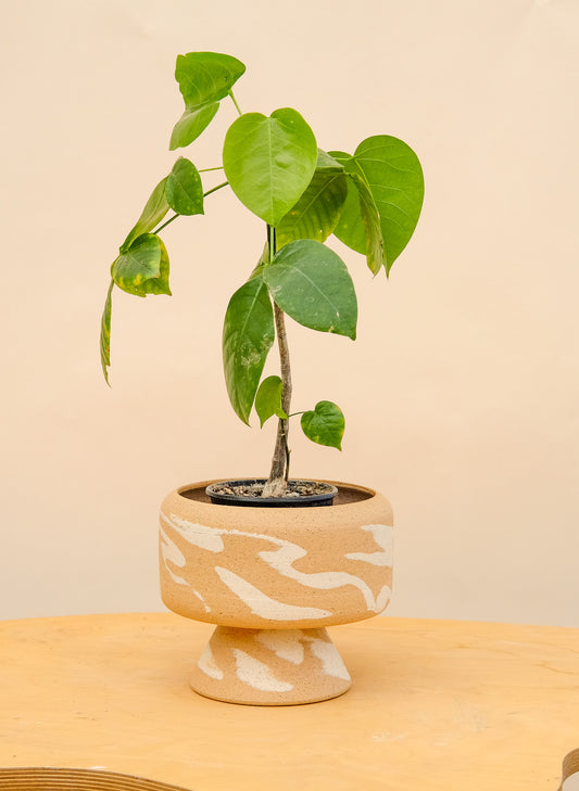 Medium Pedestal Planter Desert Splash 22