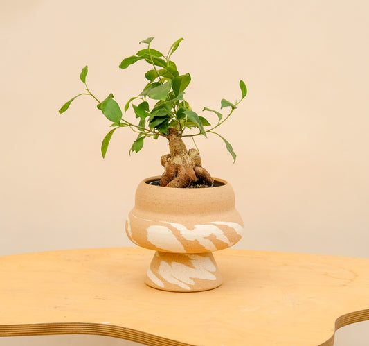 Medium Pedestal Planter Desert Splash 25