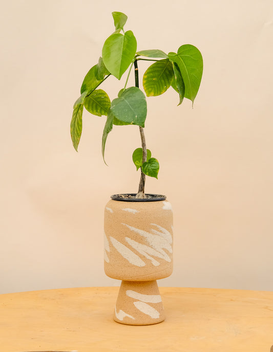 Medium Pedestal Planter Desert Splash 27