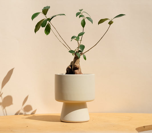 Cream Medium Planter 3