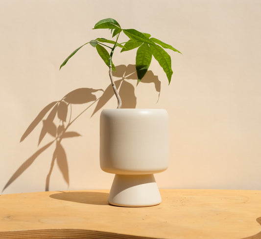 Cream Medium Planter 5