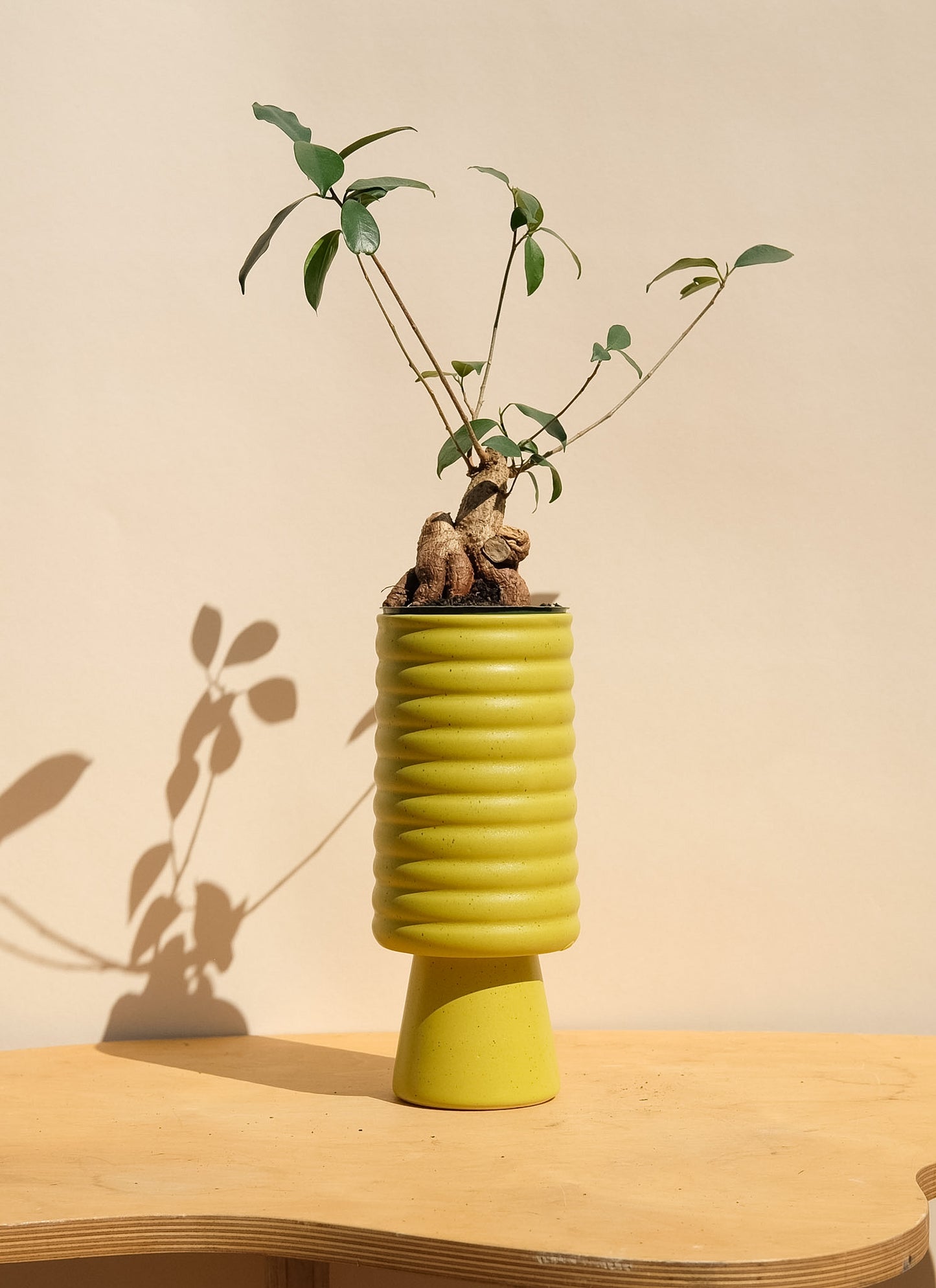 Spring Green Medium Planter 3