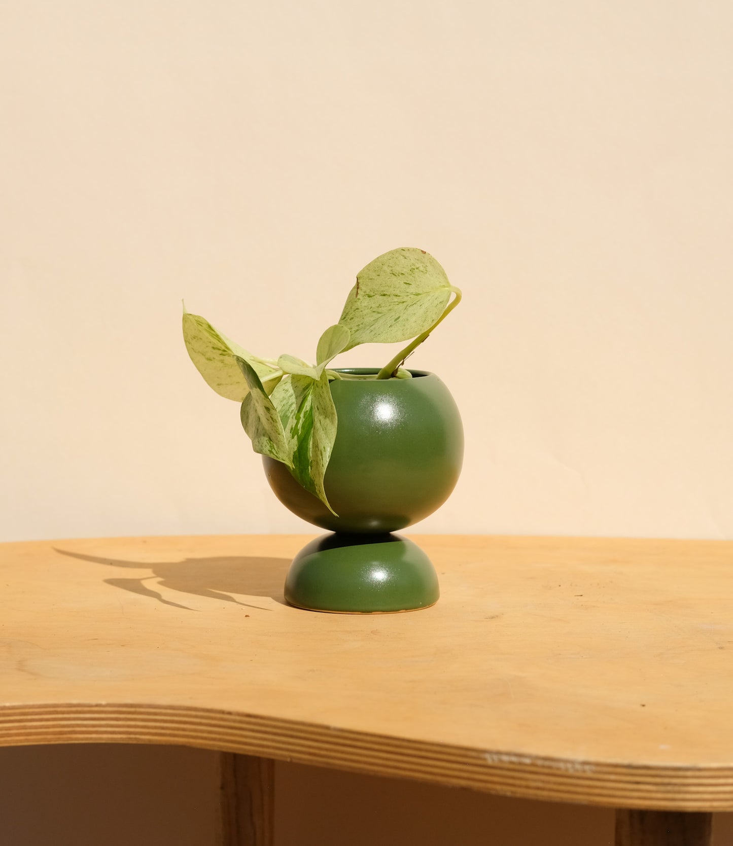 Evergreen Small Planter 3