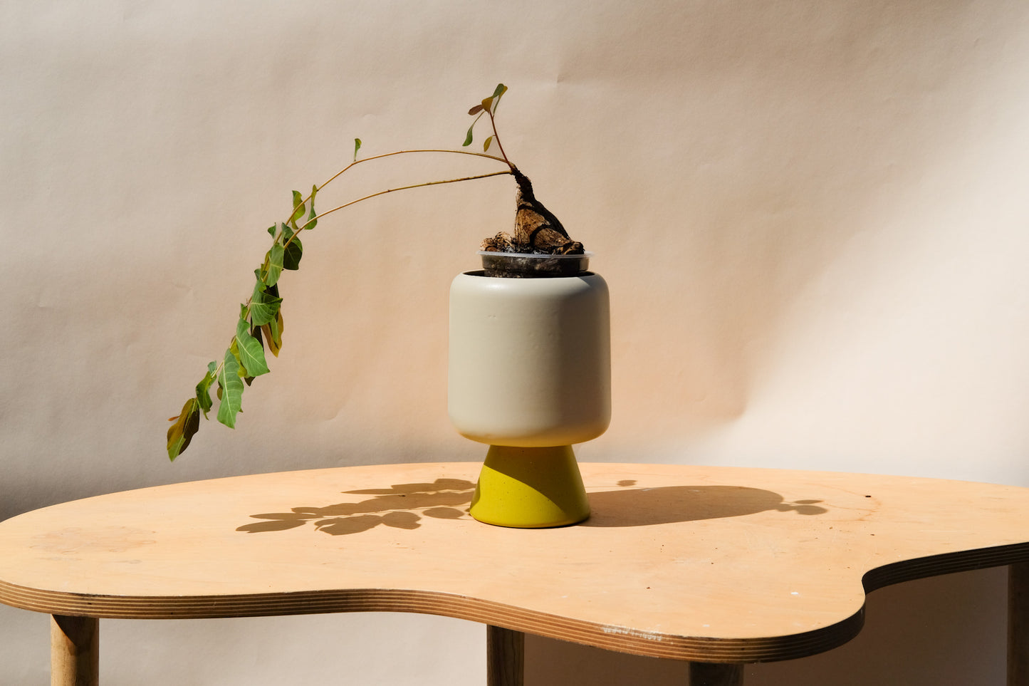 Medium Planter Cream and Green