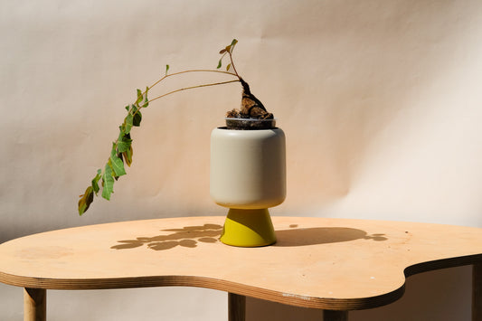 Medium Planter Cream and Green