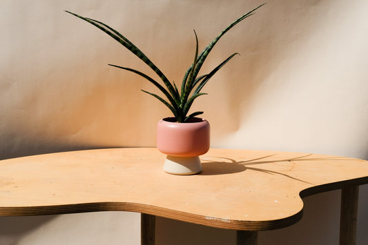 Small Planter Pink and Cream